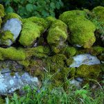 Đặc điểm hình thái và hình thức sinh sản của rêu và dương xỉ